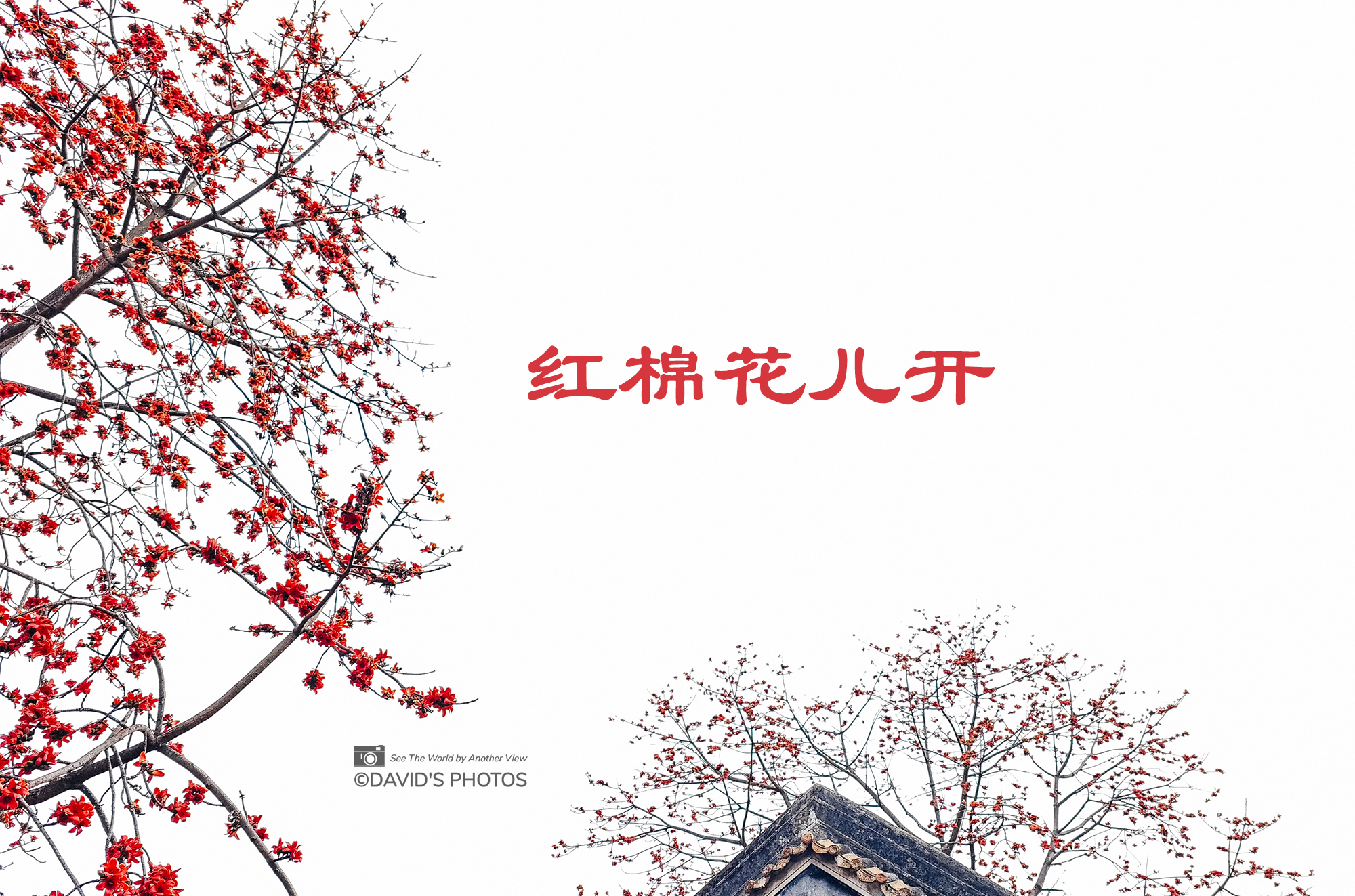 红棉花儿开